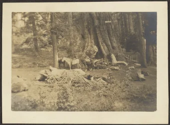 [Cavalos de carga na limpeza da floresta].