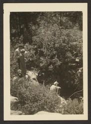 [primavera em Fern Valley]