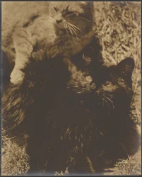 [Dois gatos].