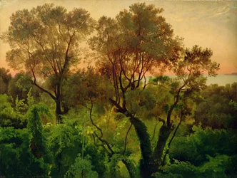 Talude com oliveiras