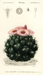 Cacto colmeia, Coryphantha elefanteidens., 1849 (gravura)