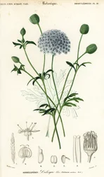 Flor de renda azul, Trachymene coerulea. ,1849 (gravura)