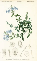 Cape leadwort, Plumbago auriculata,1849 (gravura)
