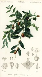 Tâmara chinesa ou jujuba, Ziziphus jujuba. ,1849 (gravura)