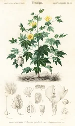 Planta de algodão, Gossypium barbadense,1849 (gravura)