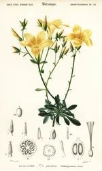 Linho, Linum campanulatum., 1849 (gravura)