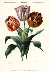 Tulipa de jardim, Tulipa gesneriana., 1849 (gravura)