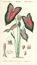 Coração de Jesus, Caladium bicolor. ,1849 (gravura)