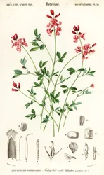 Planta índigo, Indigofera procumbens. ,1849 (gravura)