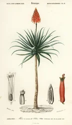 Krantz aloe, Aloe arborescens., 1849 (gravura)