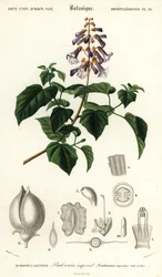 Árvore da princesa, árvore da imperatriz ou dedaleira, Paulownia tomentos, 1849 (gravura)