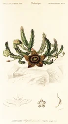Flor estrela, Orbea variegata.,1849 (gravura)