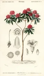 Rododendro de árvores, Rhododendron arboreum. ,1849 (gravura)