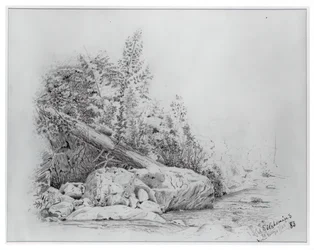 Fallen Tree, Keene Valley, 25 de Julho de 1883.
