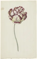 Tulipa