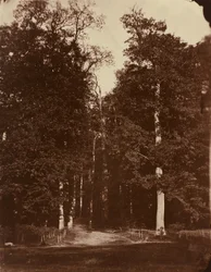 Floresta em Saint-Cloud,1859-1860 (foto)