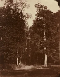 Floresta em Saint-Cloud