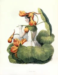 Alegorias , la Capucine