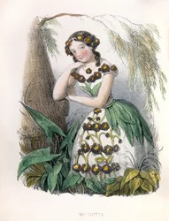 Alegoria , la Myosotis