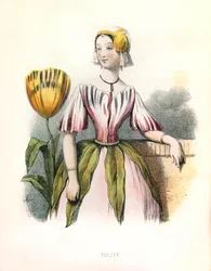 Alegoria , a Tulipa
