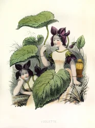 Alegorias , la Violette