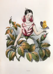Alegorias, a rosa