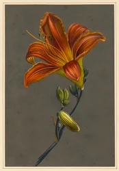 Hemorocallus (lírio de dia), 1830 (bodycolour no papel com uma terra preparada)