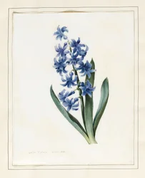 Jacinto, 1826 (wc com alguma bodycolour em pergaminho)
