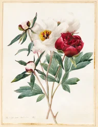 Paeonies Herbaceous vermelho e branco, 1829 (wc com algum bodycolour no velino)