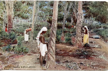 Coolies Tapping Rubber, Ceilão, c.1900-20 (fotografia colorida à mão)
