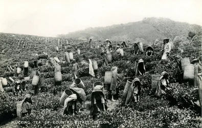 Chá de depena, propriedade rural, Ceilão, c.1900-1930 (foto a p/b)