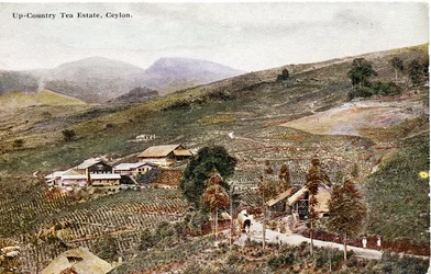Chá Country, Ceilão, c.1900-20 (fotografia colorida à mão)