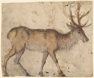 Estudo de um Stag (recto), c.1520-30 (escova com lavagem castanha, aumentada com guache branca)