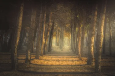 Caminho da Floresta Dourada