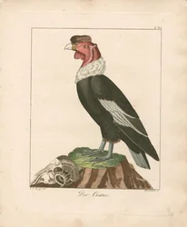 Condor dos Andes (gravura em chapa de cobre colorida à mão)