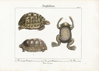 Anfíbios: Tartaruga Grega, Tartaruga de Pés Vermelhos e Sapo do Suriname