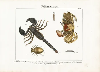 Artrópodes: Escorpião, caranguejo e outros artrópodes