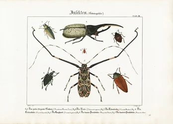 Espécies de escaravelhos em tamanho natural