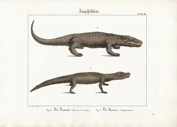 Crocodilo e jacaré