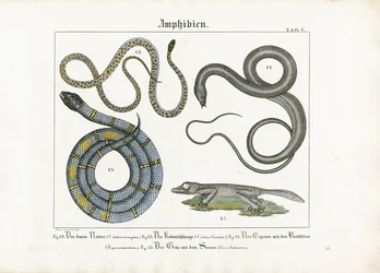 Serpentes e anfíbios europeus
