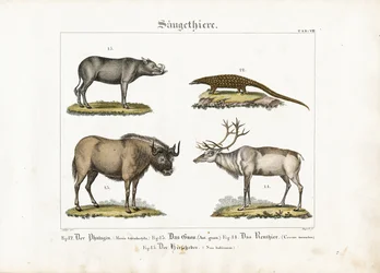 Mamíferos exóticos: Pangolim, Gnu, Rena e Babirusa