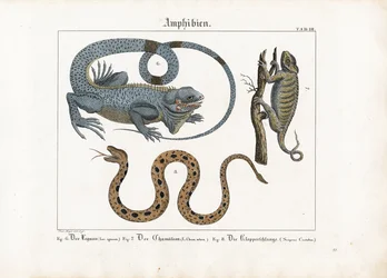 Iguana, camaleão e cascavel