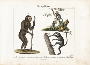 Primatas: Orangotango, sagui comum e macaco-aranha