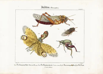Vários insectos em tamanho real