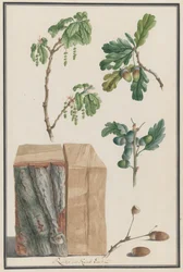Estudos das flores, frutos e tronco de um carvalho inglês Quercus robur, 1788.
