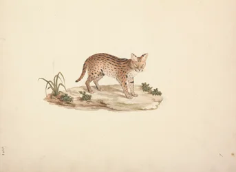Gato selvagem africano ou Serval