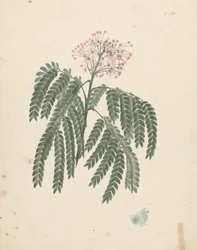 Albizia gummifera (J.F.Gmel.) C.A. Sm. (Gummy Albizia Tree): desenho acabado com pequenas variações na cabeça de floração