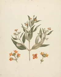 Avicennia marina (Forssk.) Vierh. (Mangue Branco): desenho acabado do rebento florido com detalhes de flores
