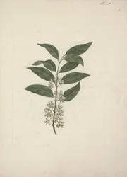 Catha edulis Forssk. (Khath): desenho acabado