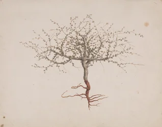 Commiphora gileadensis (L.) C. Chr. (Bálsamo de Gilead, Opobalsam): desenho acabado se o hábito da árvore (com raízes)